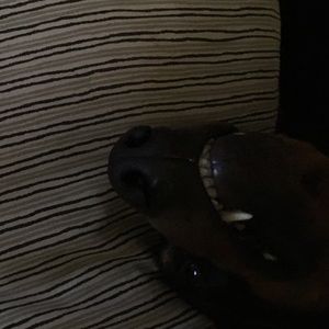 Meet your Posher, Audrey